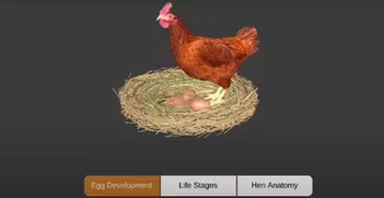 Interactive Services