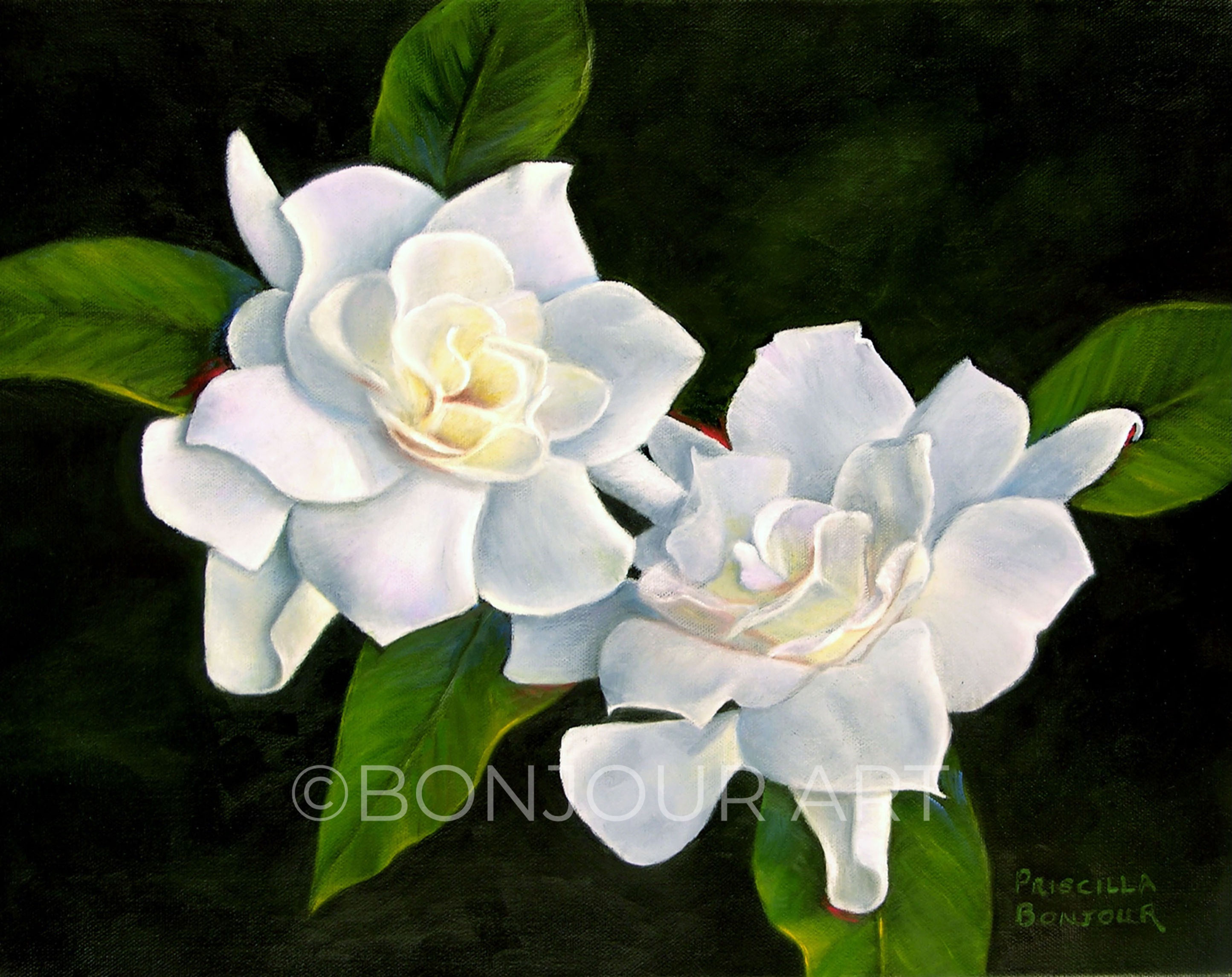 Originally a rich and vibrant oil painting, "Gardenias" now comes in notecards and various sizes of prints.