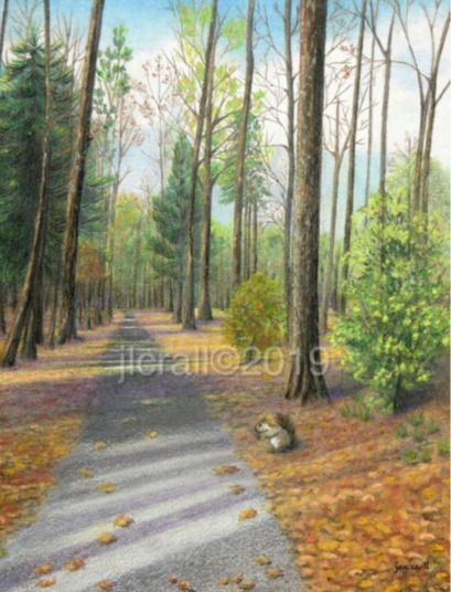 Warm fall day walking through the woods