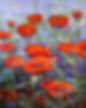 Originally a large pastel painting, "Poppies I" now comes in unique blank notecards and various sizes of prints