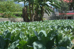 Organic Field