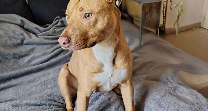 Koda, 1 an, mâle