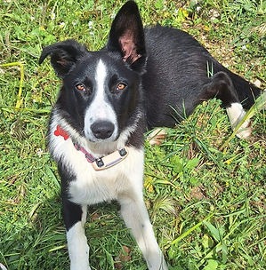Chienne Vicky