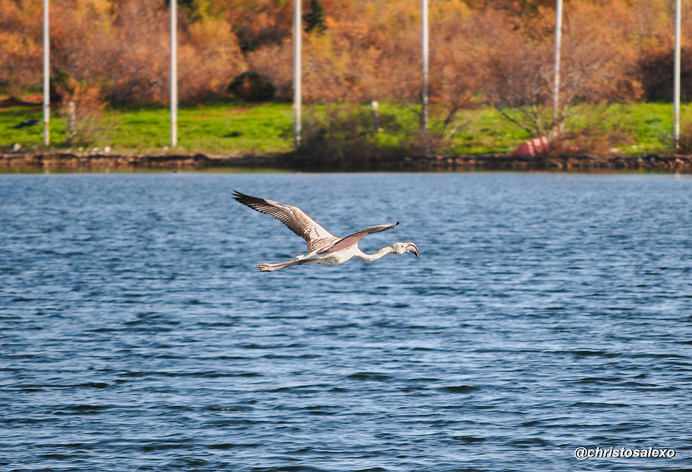 Φλαμίνγκο ή αλλιώς φοινικόπτερο στο Ολυμπιακό Κωπηλατοδρόμιο Σχινιά