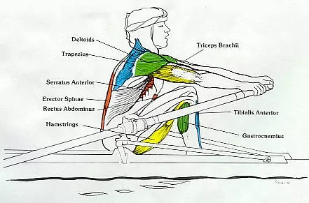 muscles involved in rowing