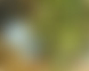 Αυτόματο πότισμα στη δενδροφύτευση Βελανιδιάς στο Βρανά Μαραθώνα | Περιβαλλοντική δράση We Love Marathon με χορηγία της Gardena – Pantelis Papadopoulos S.A