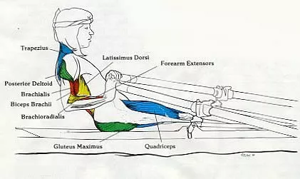 muscles involved in rowing