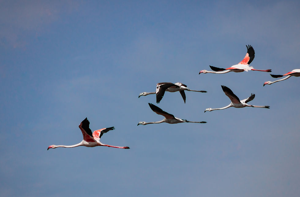 φλαμίνγκο φοινικόπτερα
