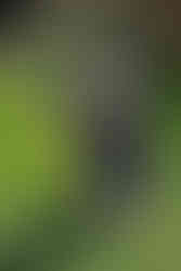 Το μονοπάτι σε γενικές γραμμές περιτριγυρίζεται από χαμηλή βλάστηση ενώ τα αγριολούλουδα και τα άγρια χόρτα έχουν την τιμητική τους {Μεταλλεία Γραμματικού}