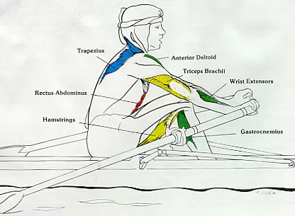 muscles involved in rowing