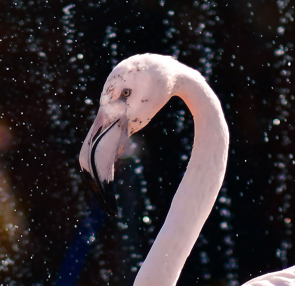 Φλαμίνγκο στο Αττικό Πάρκο στα Σπάτα