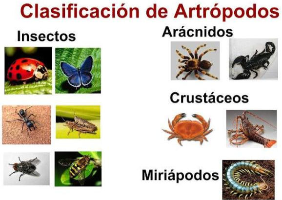 EJEMPLOS DE ARTRÓPODOS
