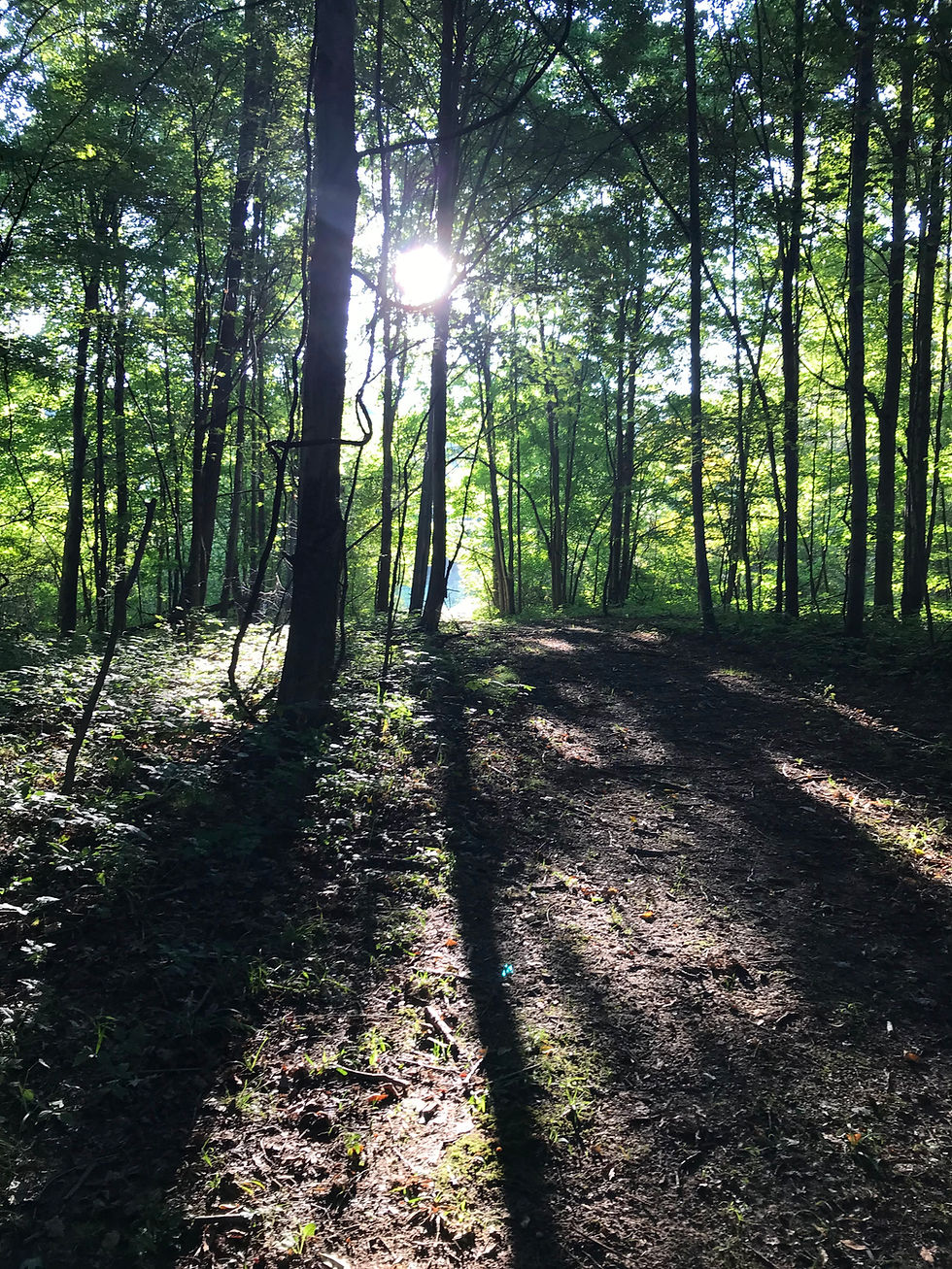 Woods Walk