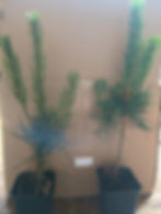 Sosna czarna sadzonki