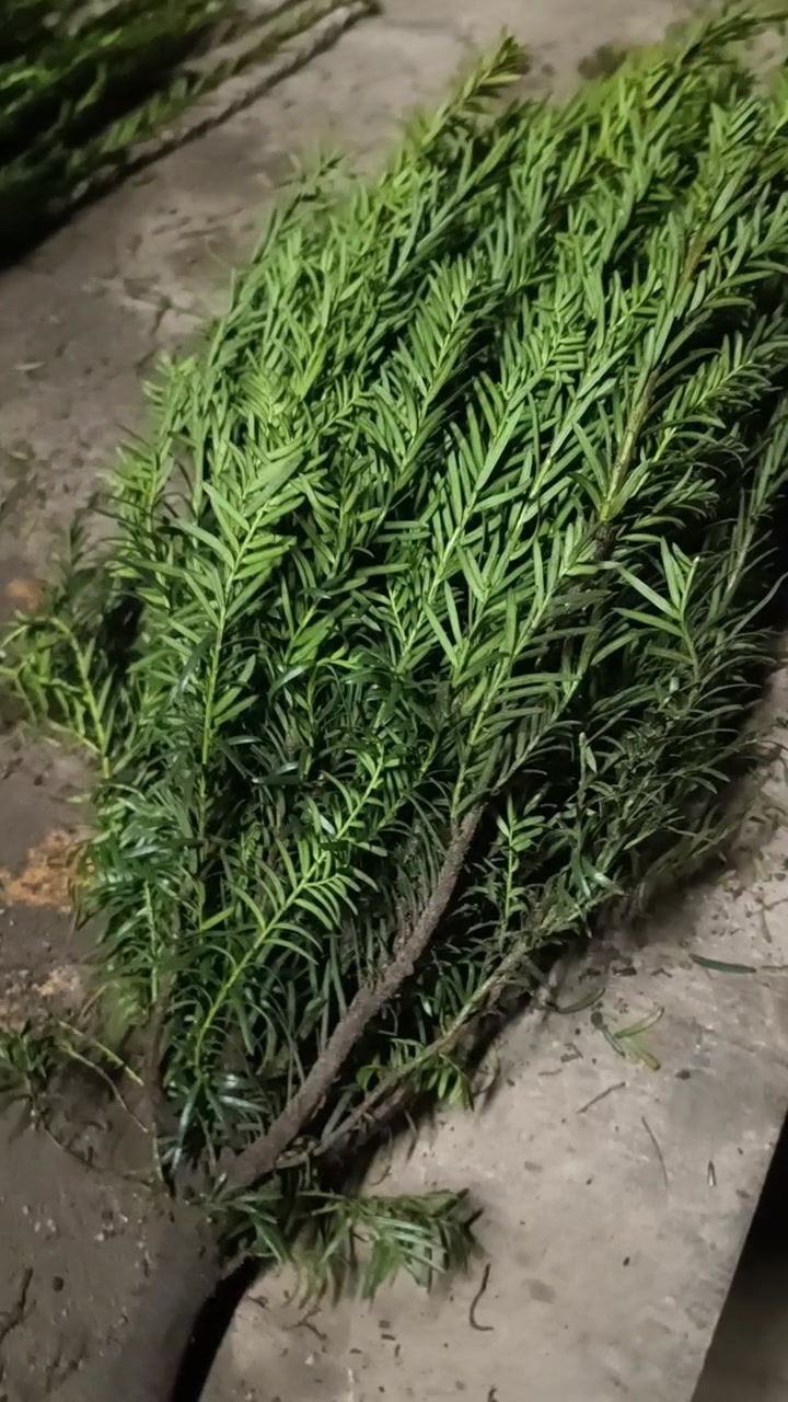 Miniatiūra: Paprastasis kukmedis