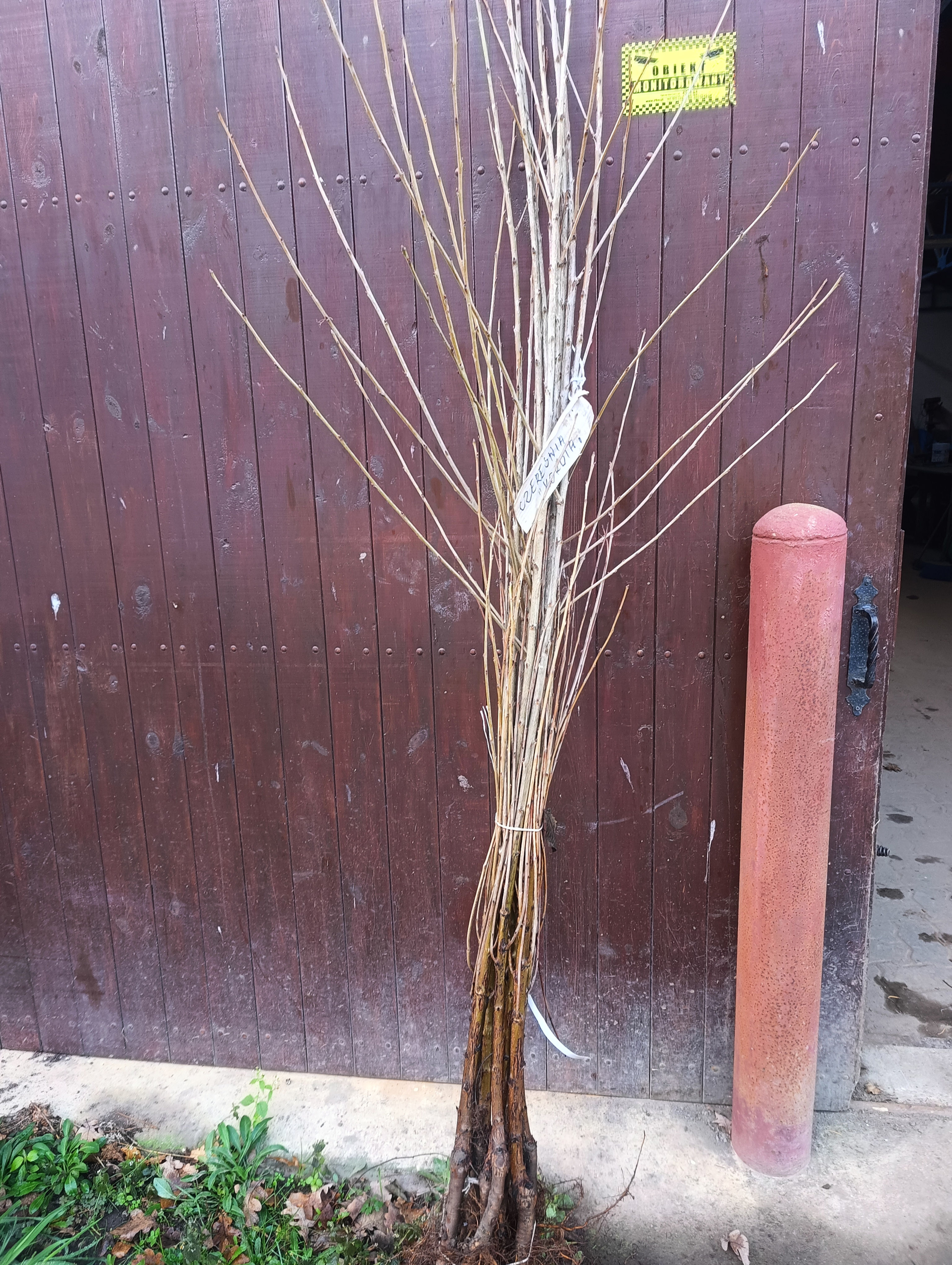 Sadzonki drzewek owocowych Czereśnia