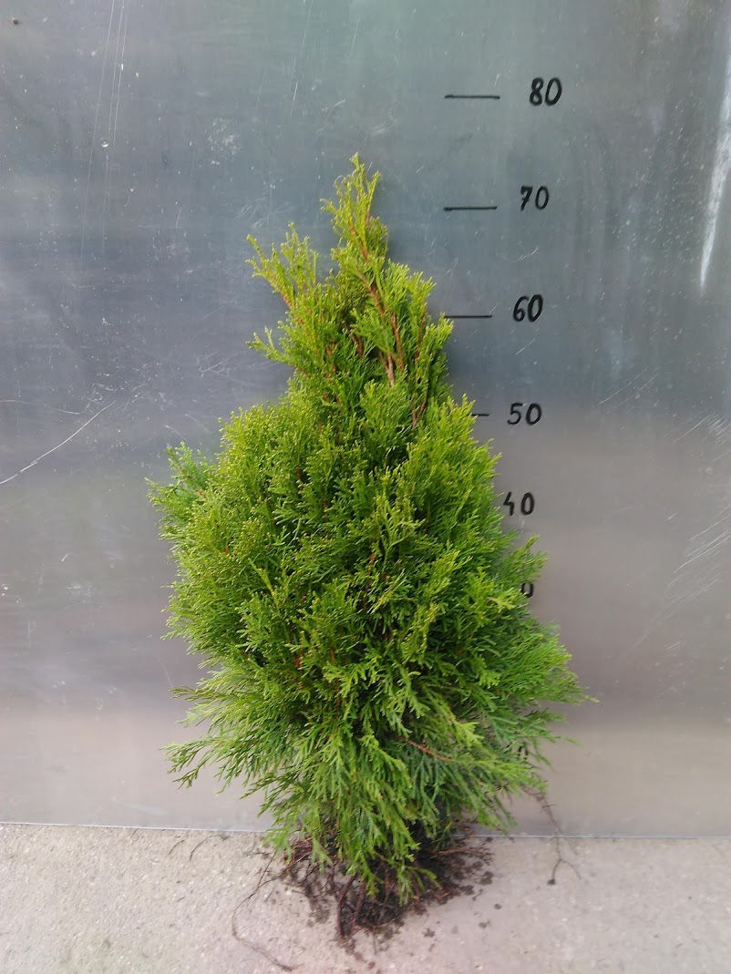 Miniatiūra: Tuja szmaragd sadzonki