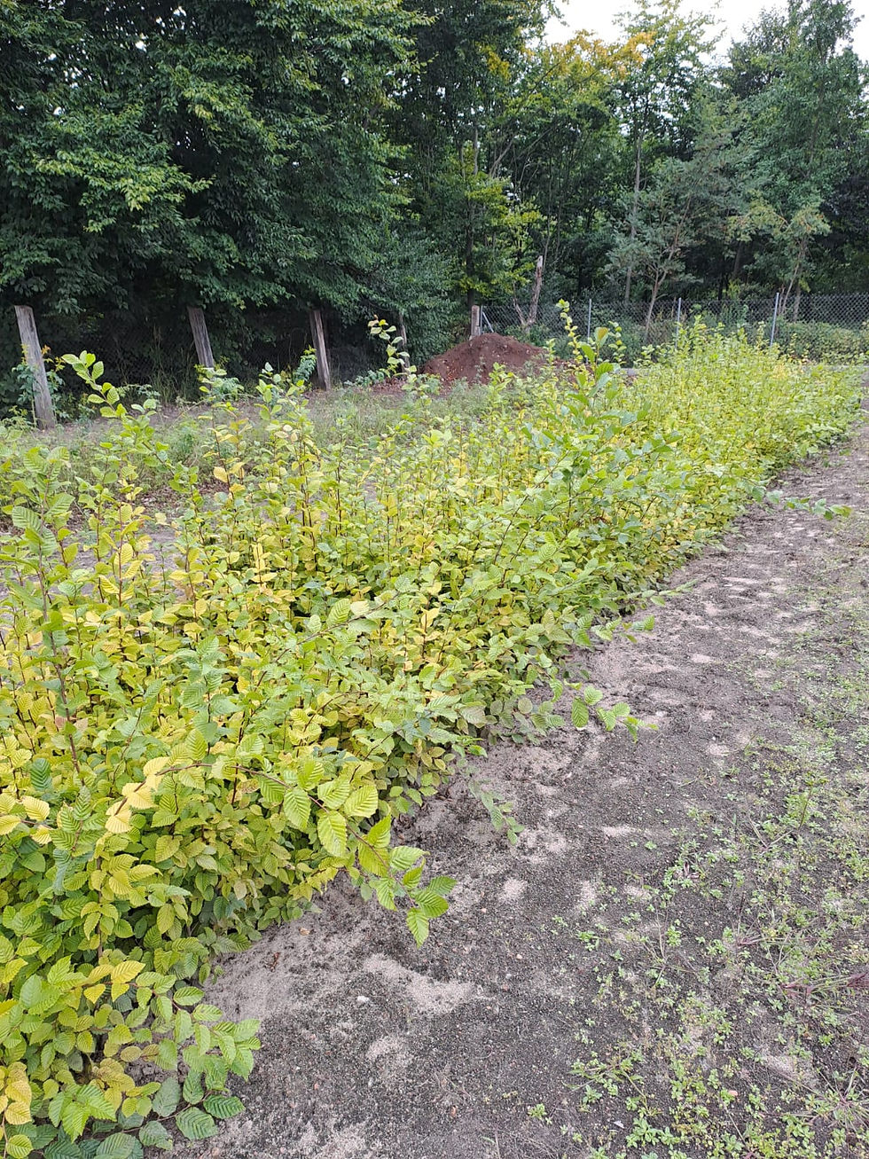Miniatiūra: Sadzonki Graba na żywopłoty 100 cm