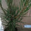 Miniatiūra: Pinus nigra p9