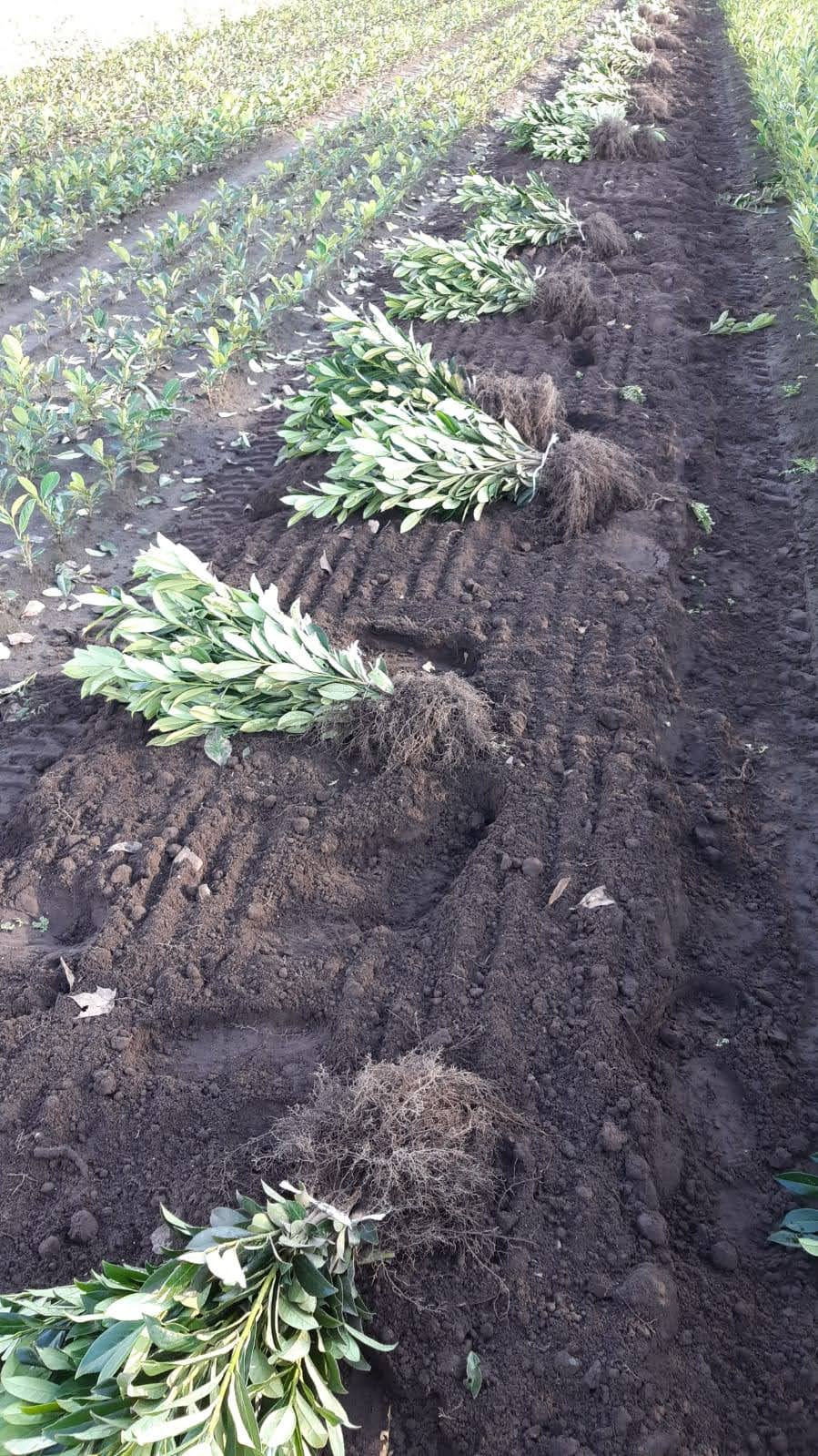 Miniatiūra: Novita sadzonki