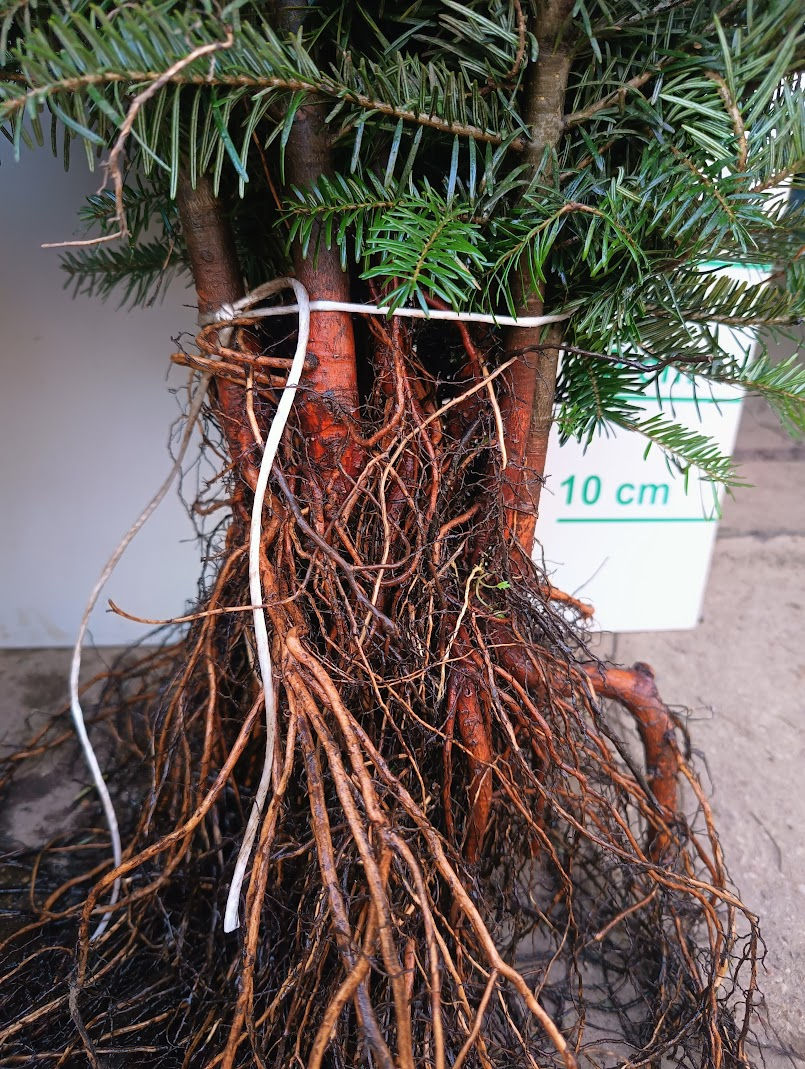 Miniatiūra: Kaukazinė eglė