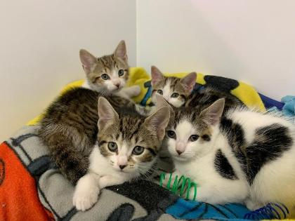 kittens 2.jpeg