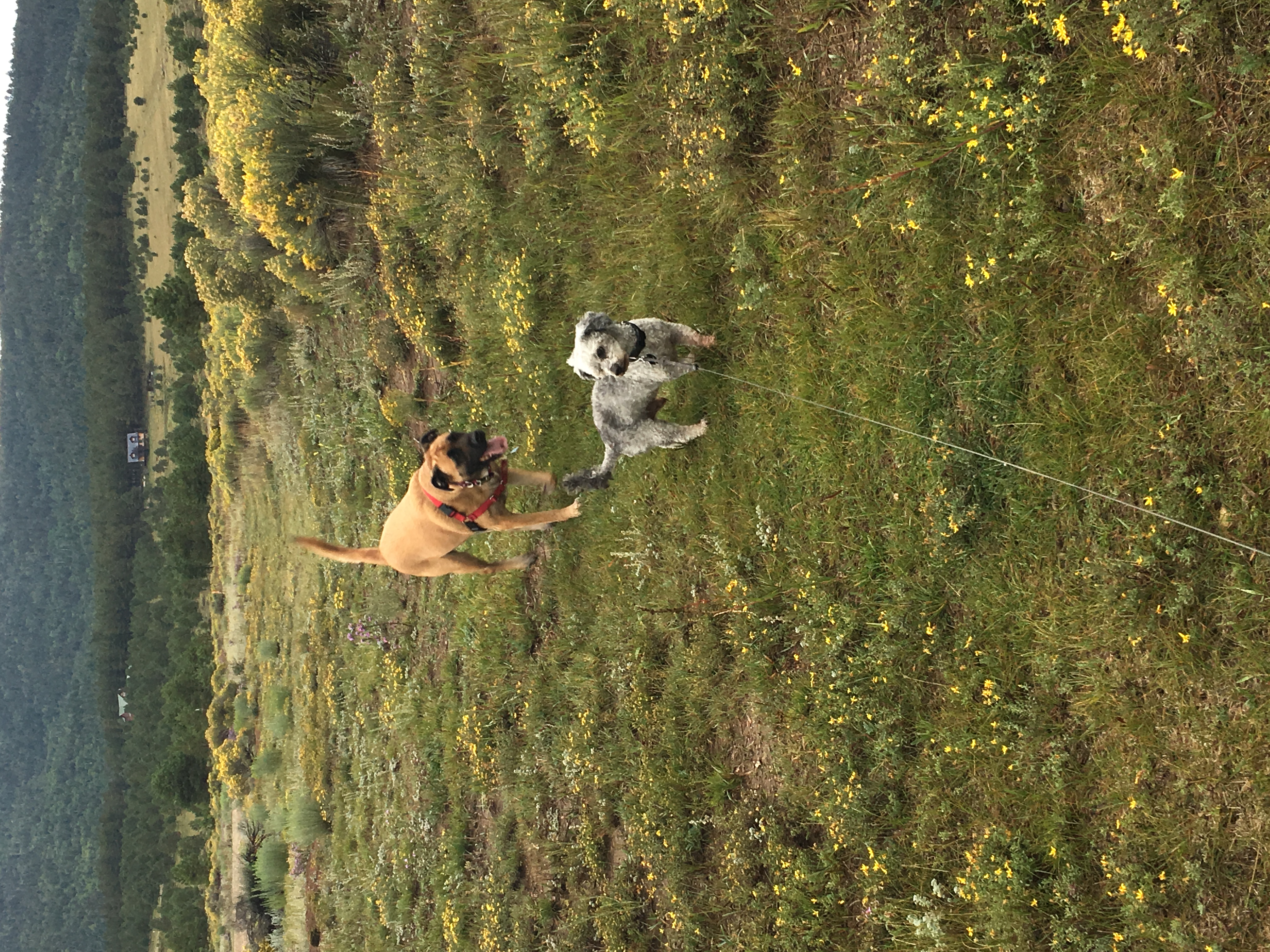 Pet Area