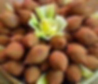 ★ Kebbeh ) (12 Pieces)