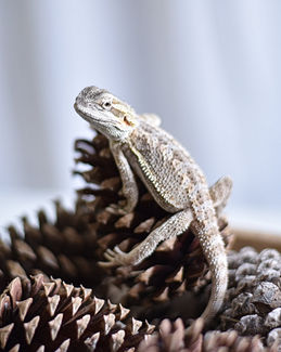 A bearded dragon posing in a bowl of pine cones. Key West pet portraits. 