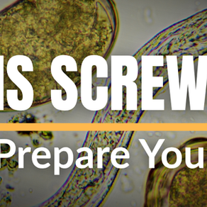 WHAT IS SCREWWORM: How to Prepare