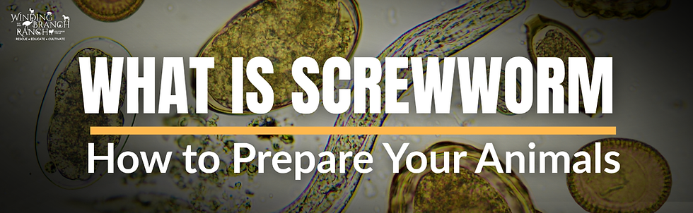 WHAT IS SCREWWORM: How to Prepare