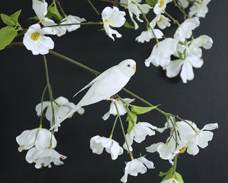 A white parakeet sitting on a cherry tree branch full of white cherry blossoms against a black background. Key West pet photography. 