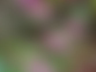 The making of my Hellebore print