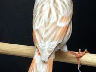 O Canário Isabelino sua origem.