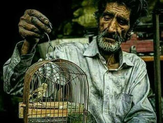 QUANTO VALE UM PASSARINHO