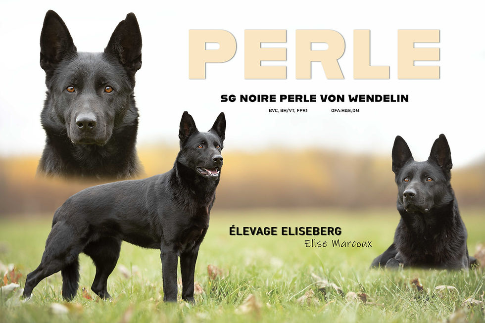 montage_perle_WEB_edited