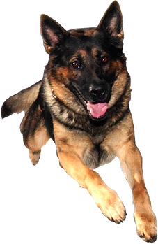 K-9 Officer