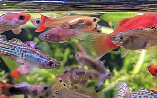 お取扱い製品 | アクアリウムジムノ