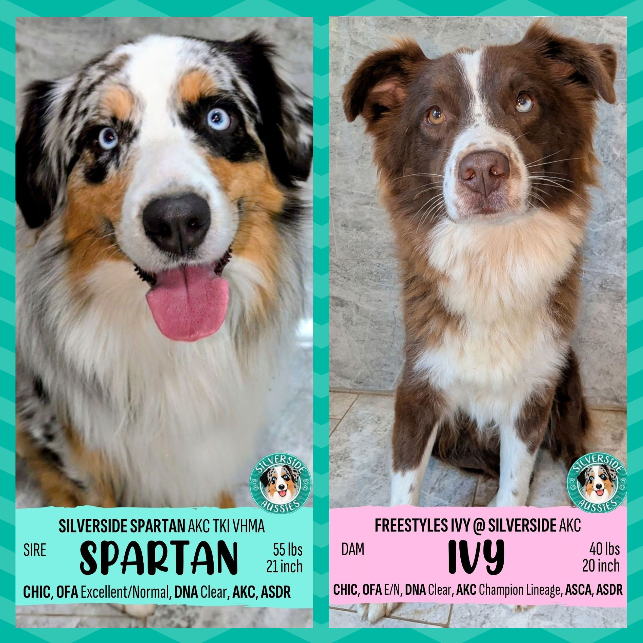 🌿IVY+SPARTAN🩵