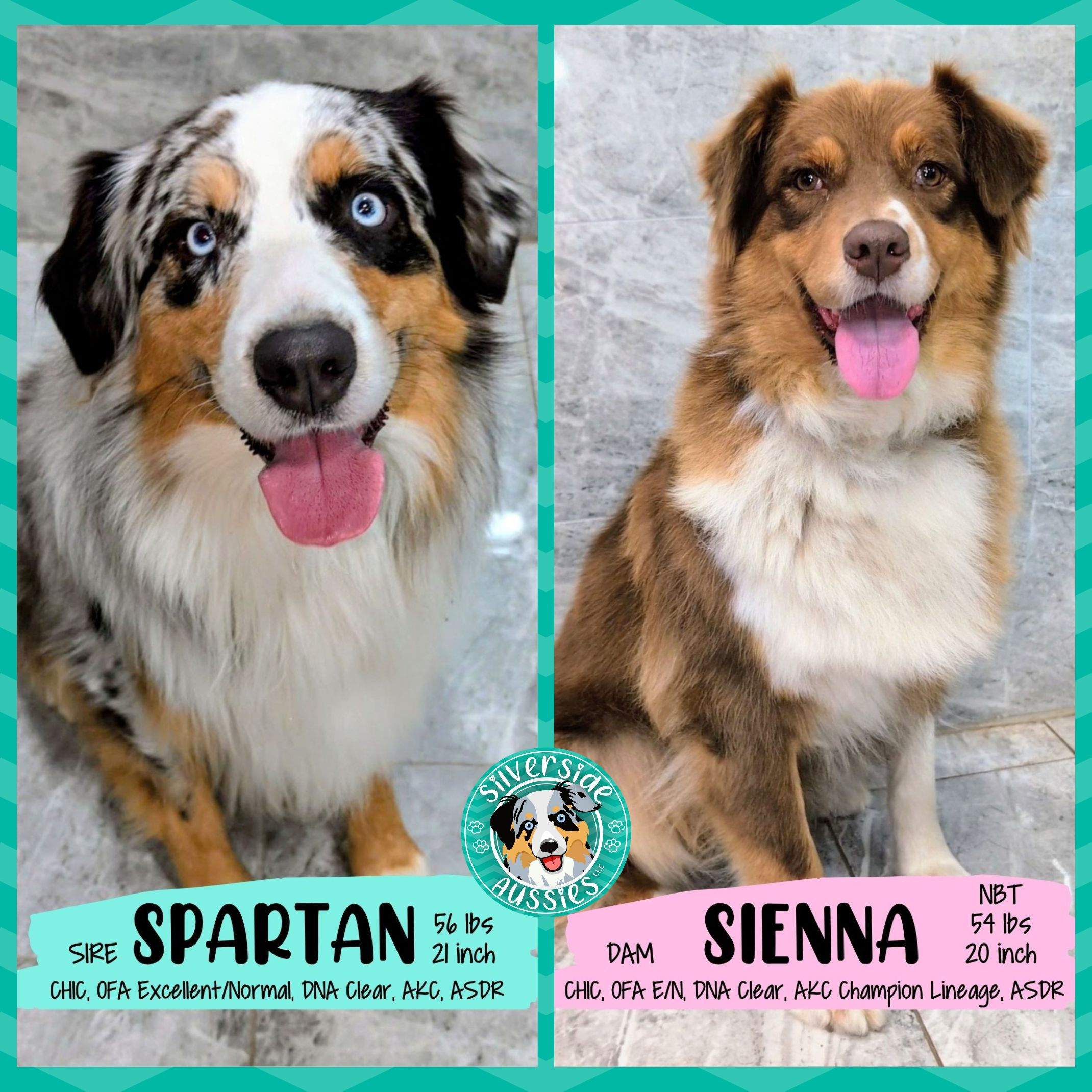 SIENNA + SPARTAN