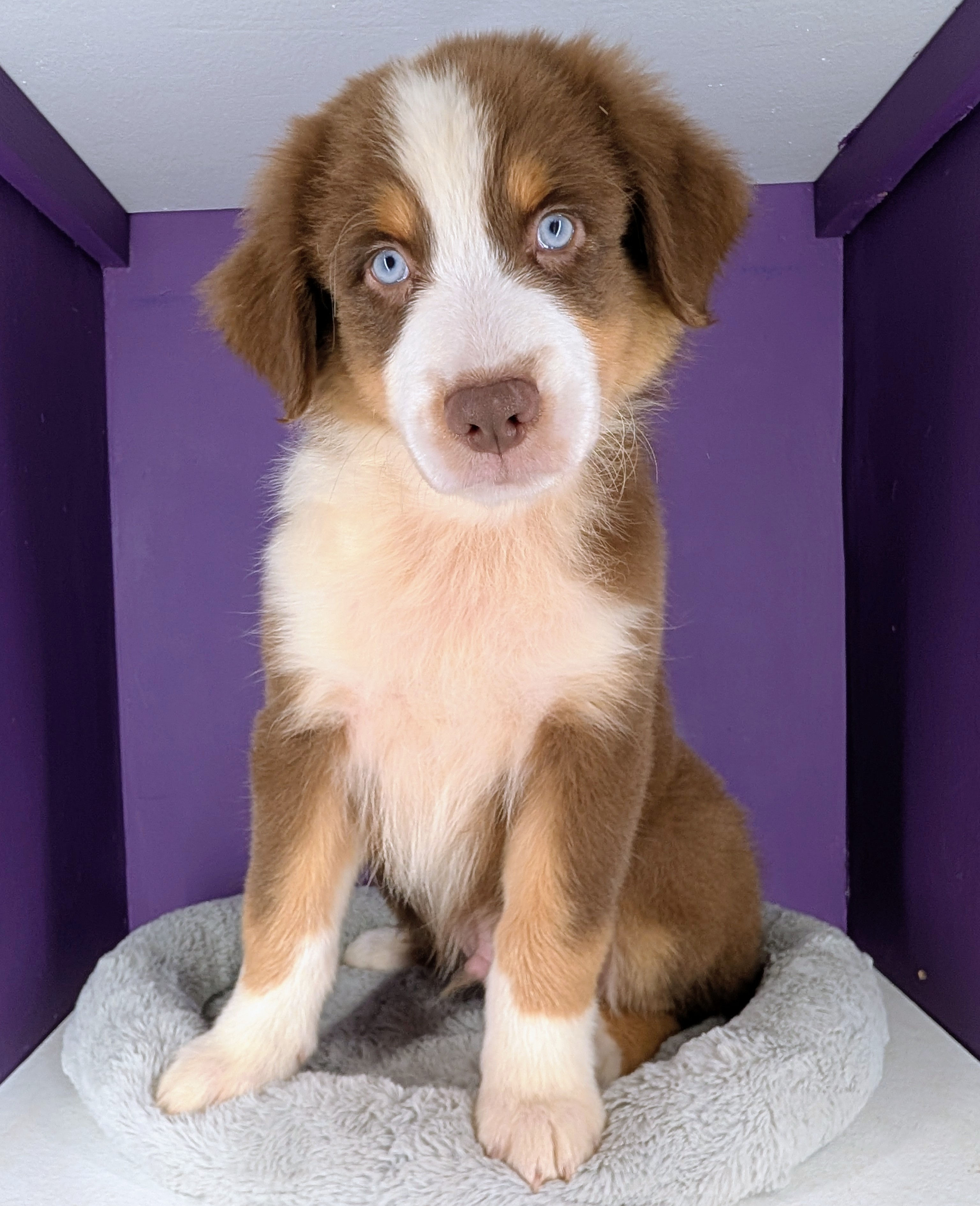 SILVERSIDE "KODA" AKC VMHP