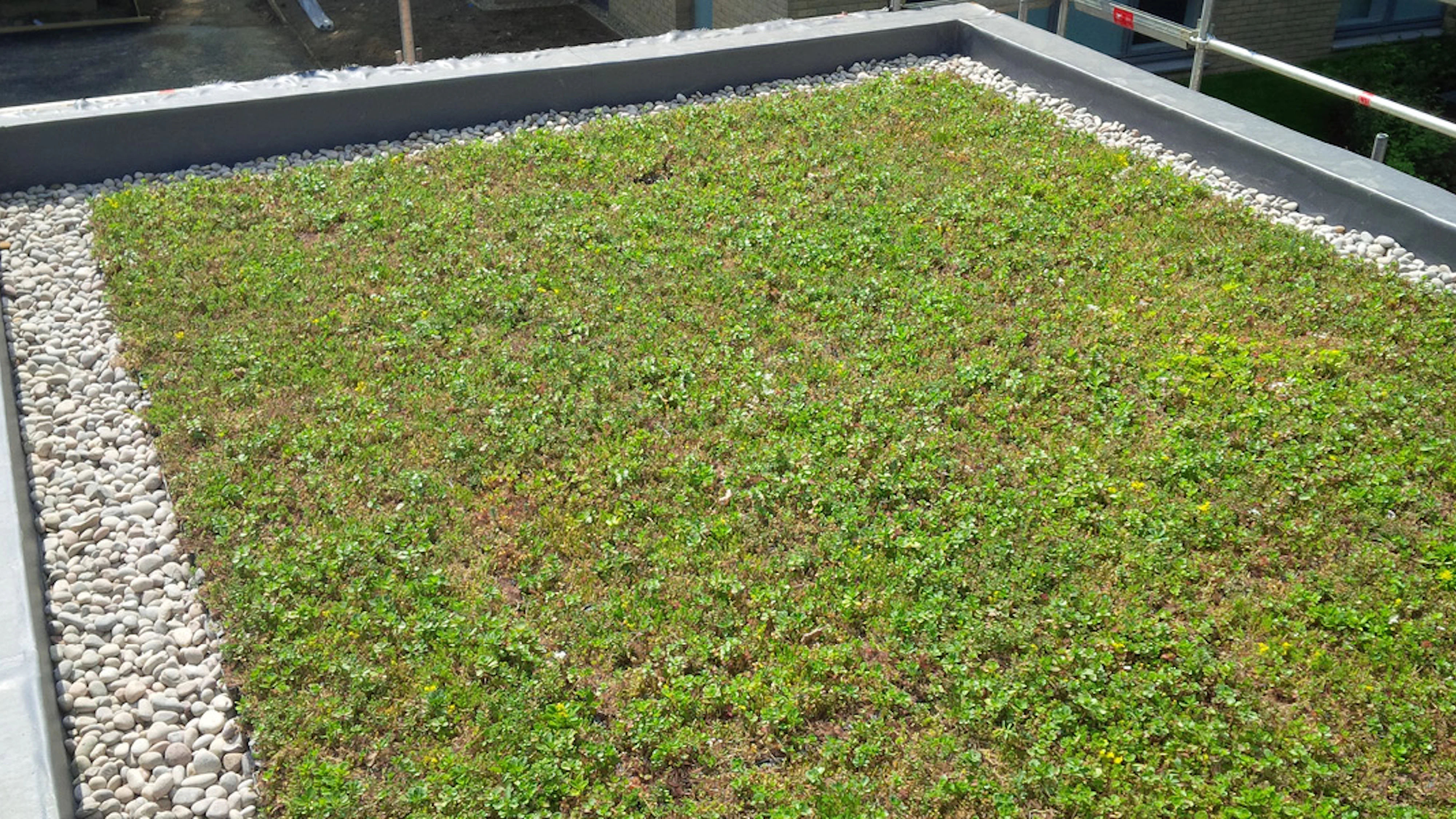 green roof_Coommercial Roofing.webp