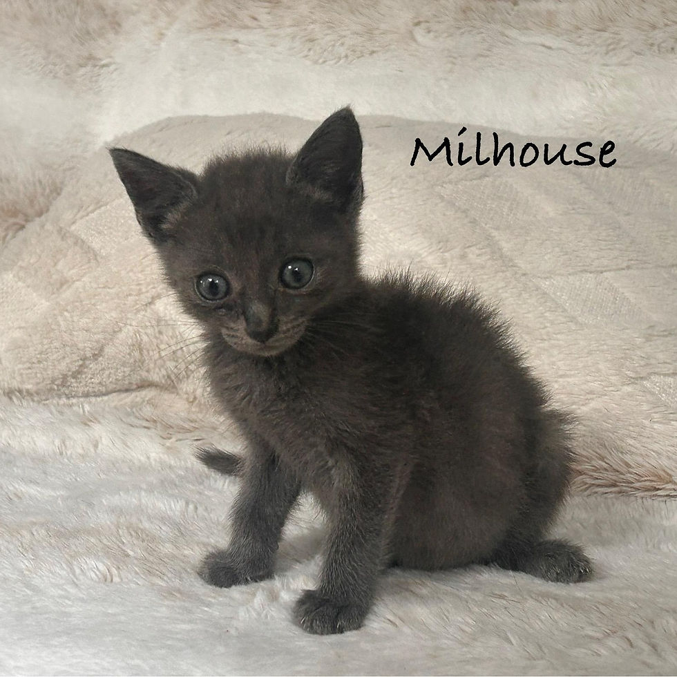 Milhouse 1