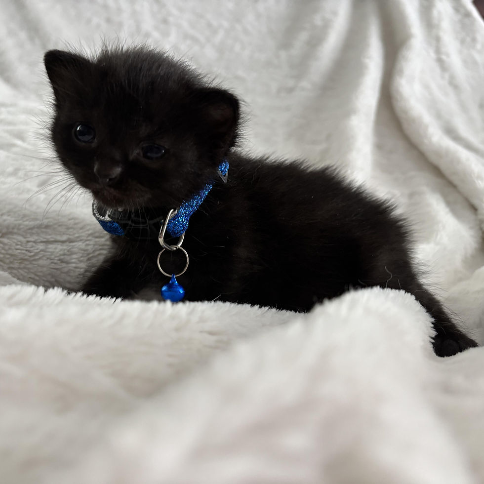 Phoebe 5