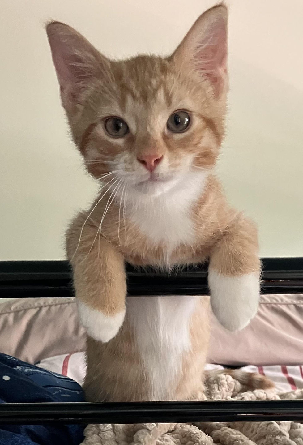 Benny