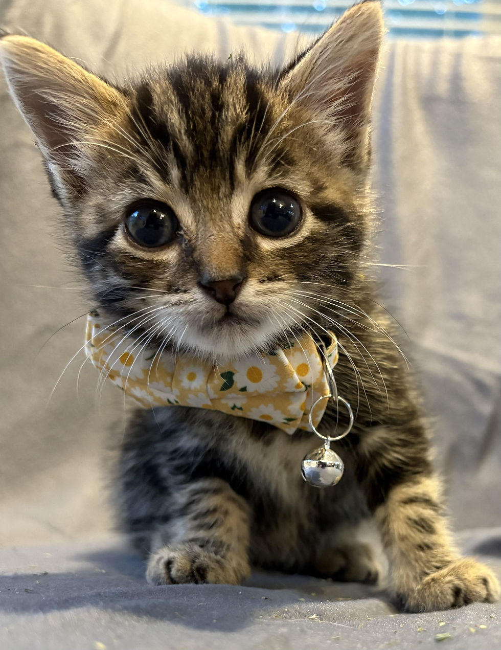 Arlo