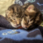 Arlo & Alfie Babies
