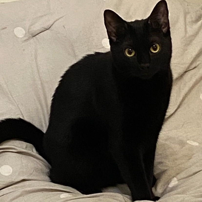flynn