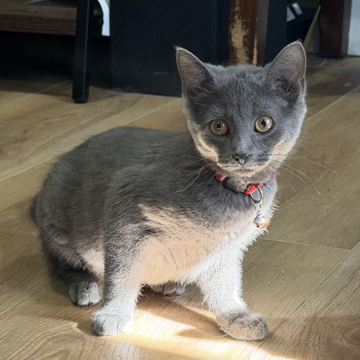 Pet Concern
