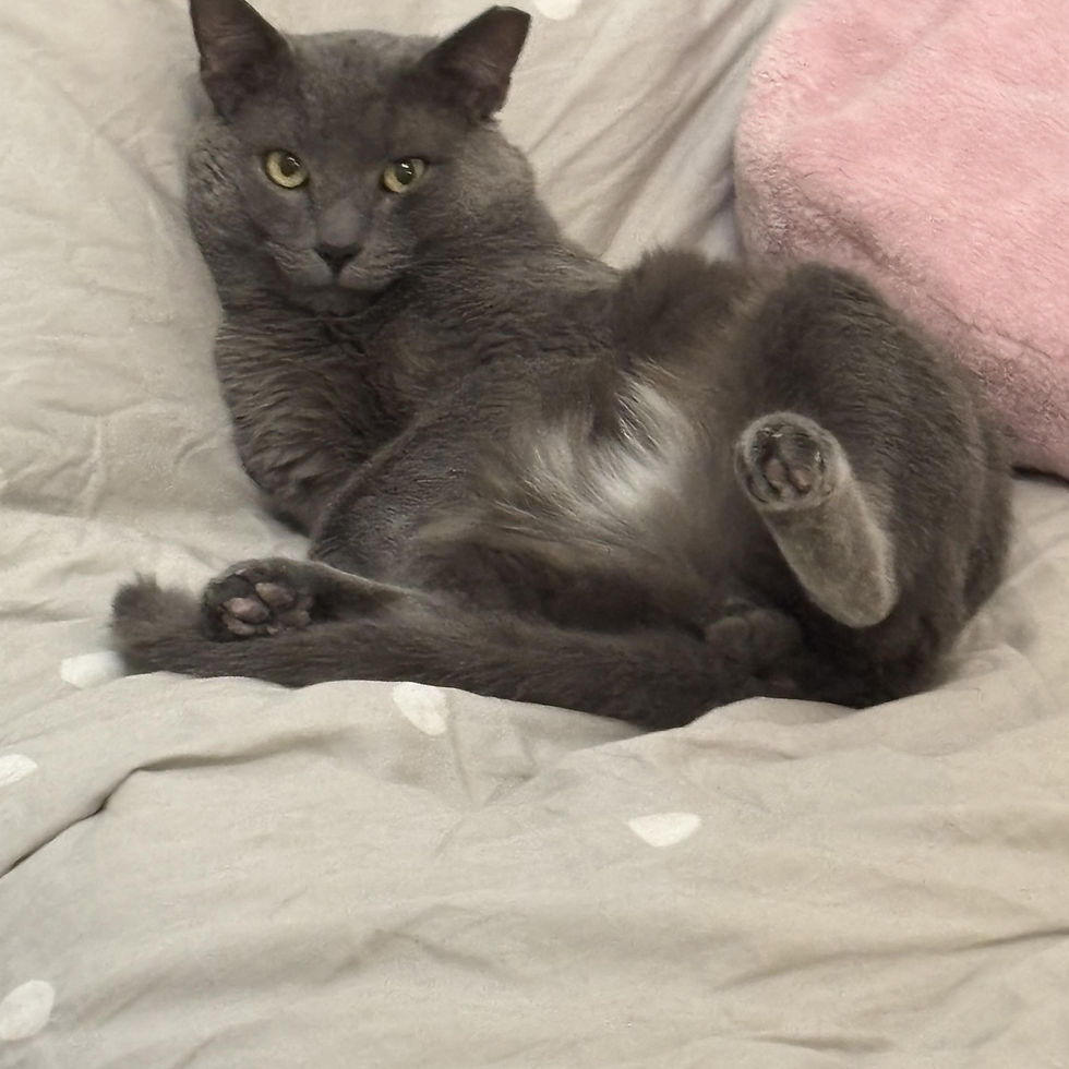 Gray 1